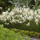 Knolspirea Spirée Filipendules