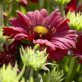 Kokardebloem - Gaillardia Burgunder - Willemse