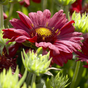 Kokardebloem - Gaillardia Burgunder - Willemse