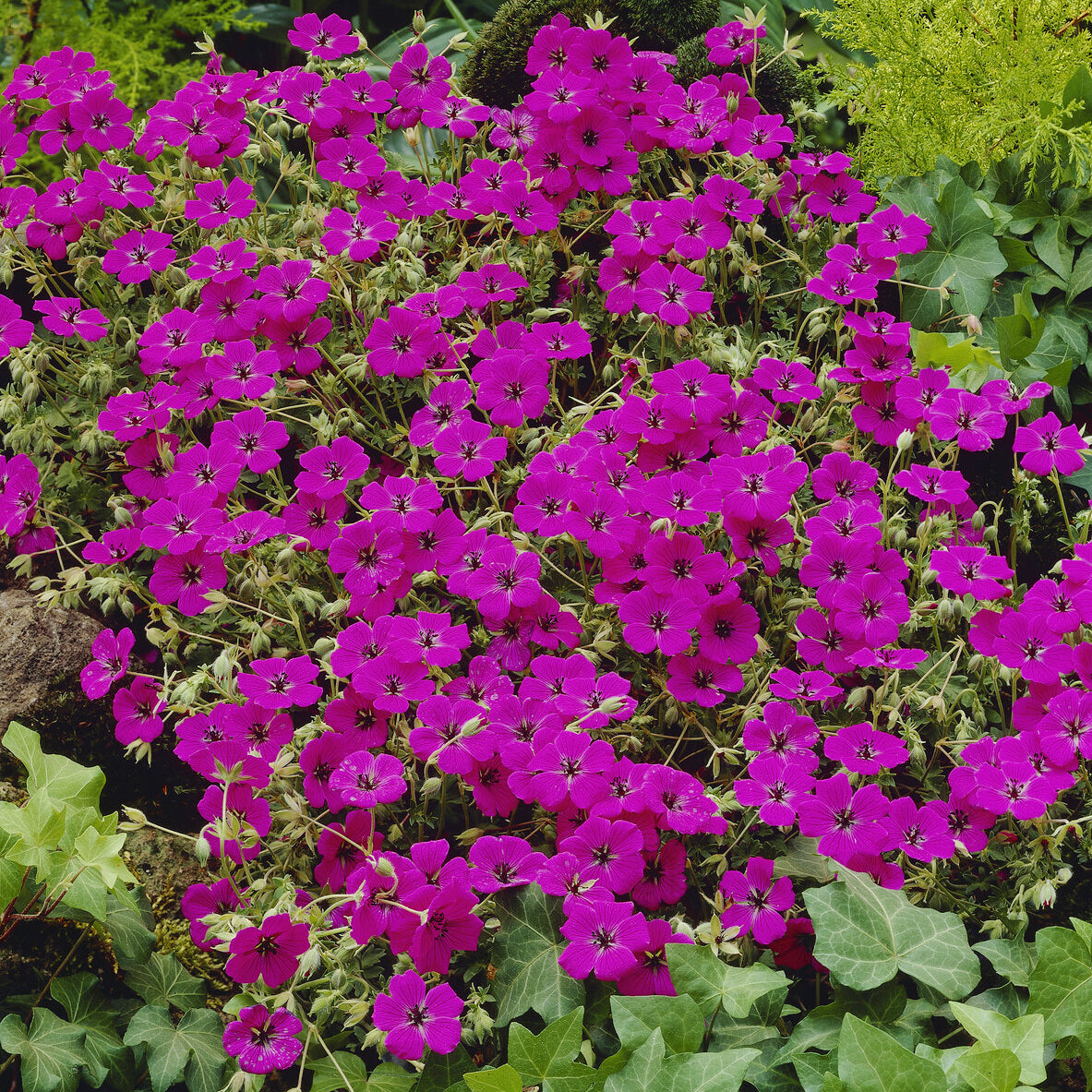 Ooievaarsbek Giuseppii - Willemse