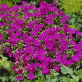 Ooievaarsbek Giuseppii - Willemse