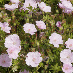 Bloedooievaarsbek 'Striatum' - Geranium sanguineum striatum - Willemse