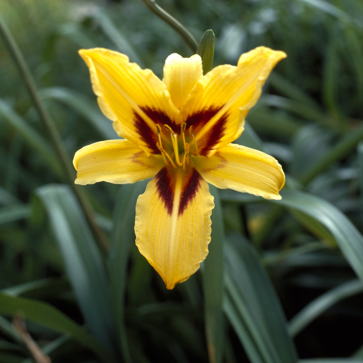 Daglelie - Hemerocallis bonanza - Willemse