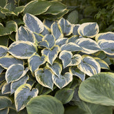 Hartlelie First Frost Funkia - Hosta first frost - Willemse