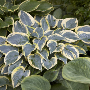 Hartlelie First Frost Funkia - Hosta first frost - Willemse