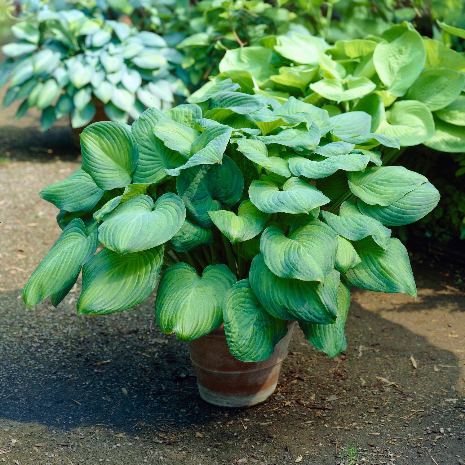 Hartlelie Guacamole - Hosta Guacamole - Willemse