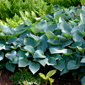 Hosta Halcyon - Hartlelie Halcyon - Hosta - Hartlelie