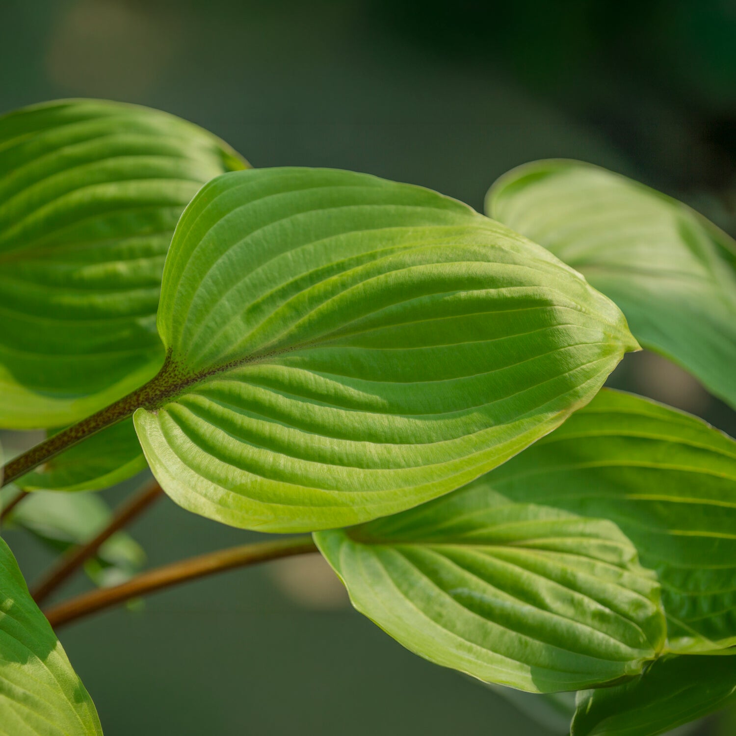 Hartlelie Purple Heart - Hosta Purple Heart - Willemse