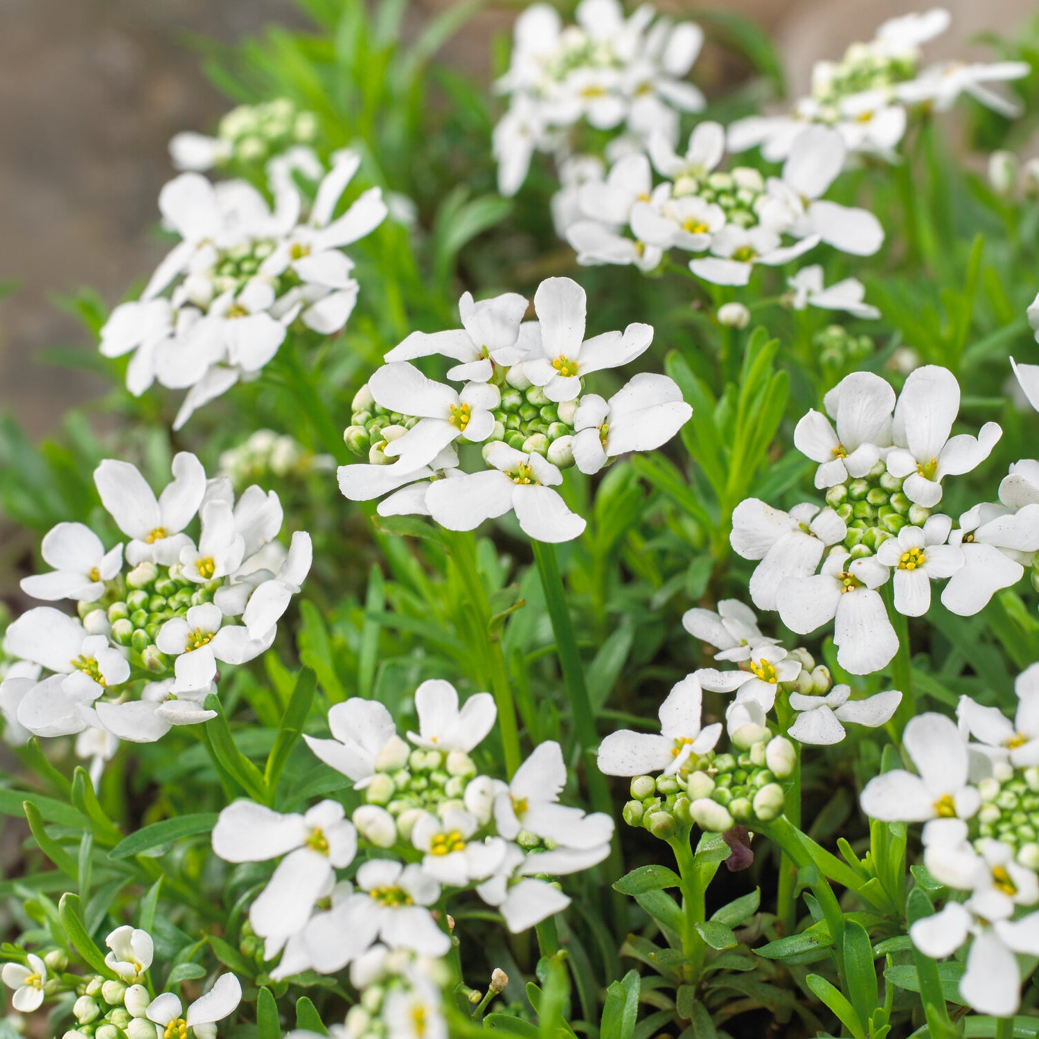 Iberis sempervirens weisser zwerg - Scheefbloem Weisser Zwerg - Scheefbloem