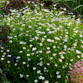 Kalimeris incisa Blue Star - Zomeraster Blue Star - Kalimeris