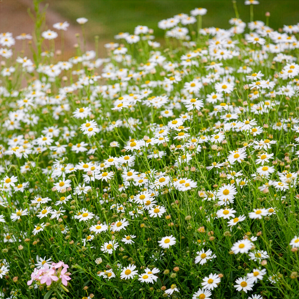 Zomeraster Blue Star - Kalimeris incisa Blue Star - Willemse
