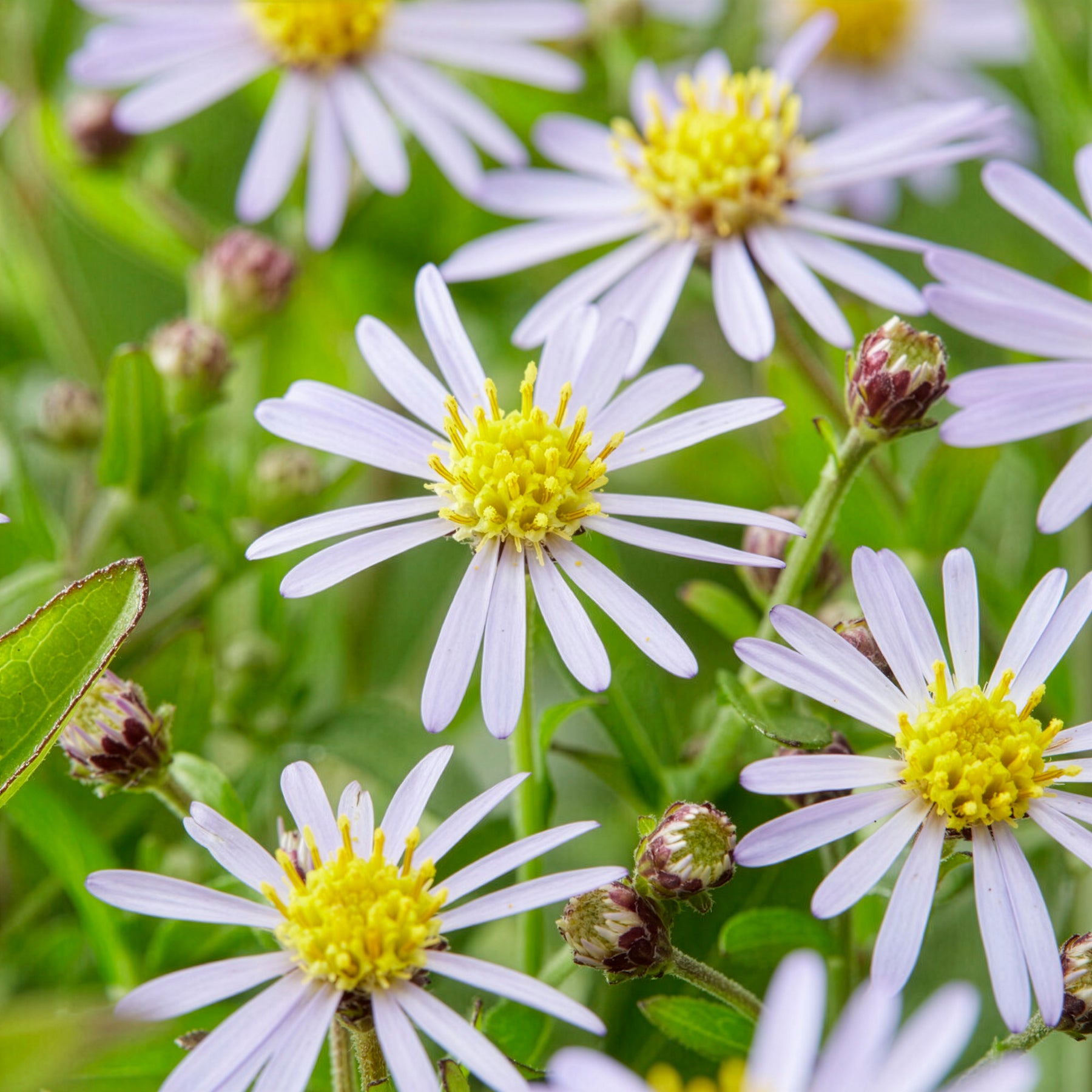 Zomeraster Nana Blue - Kalimeris incisa nana blue - Willemse