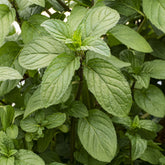 Mentha x piperita Chocolate - Munt - Bloeiende vaste planten