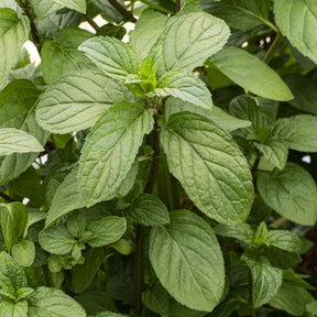 Mentha x piperita Chocolate - Munt - Bloeiende vaste planten