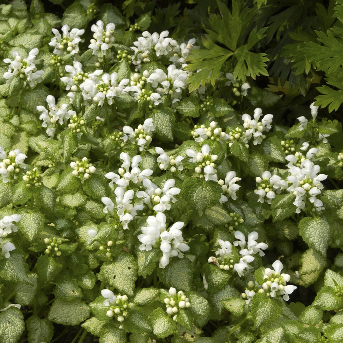 Gevlekte dovenetel 'White Nancy' - Lamium maculatum white nancy - Willemse