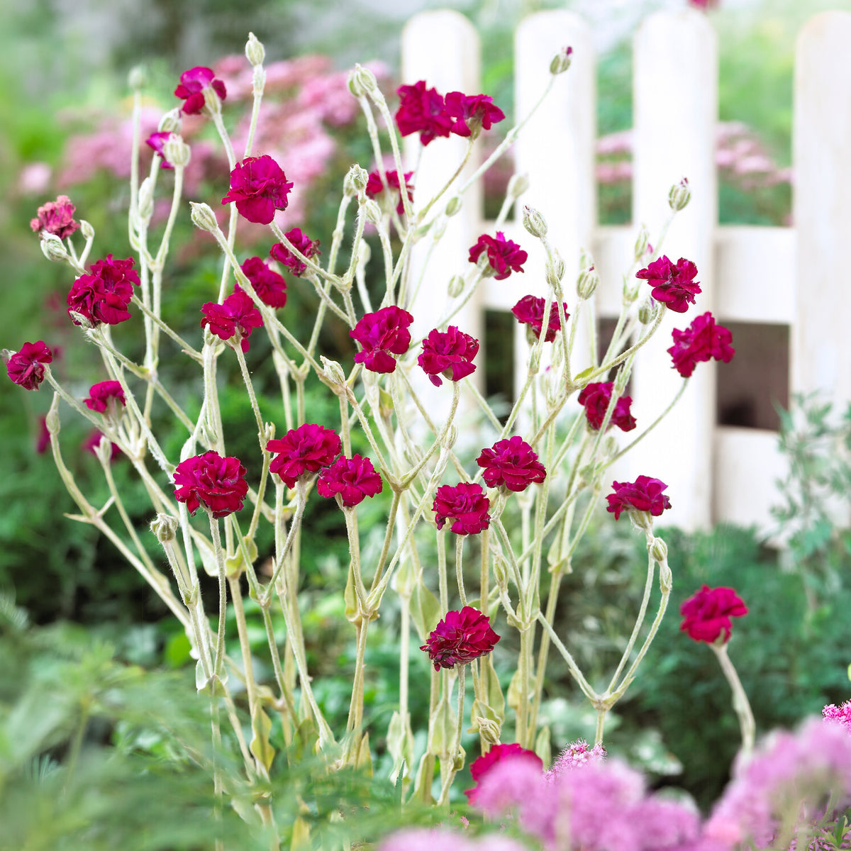 Koekoeksbloem Gardener's World - Willemse
