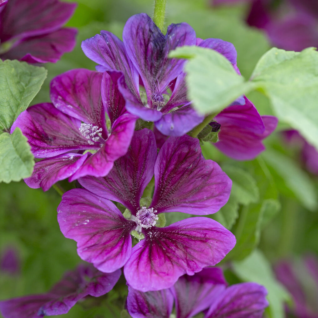 Kaasjeskruid Malva sylvestris - Willemse