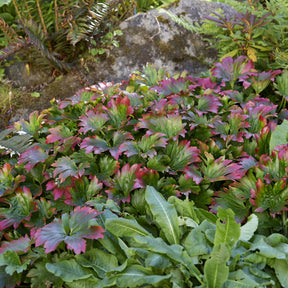 Vivassen Karasuba - Willemse