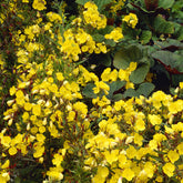 Teunisbloem 'Sonnewende' - Oenothera fruticosa Sonnenwende - Willemse