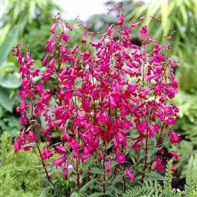 Slangenkop Friedrich Hahn - Willemse