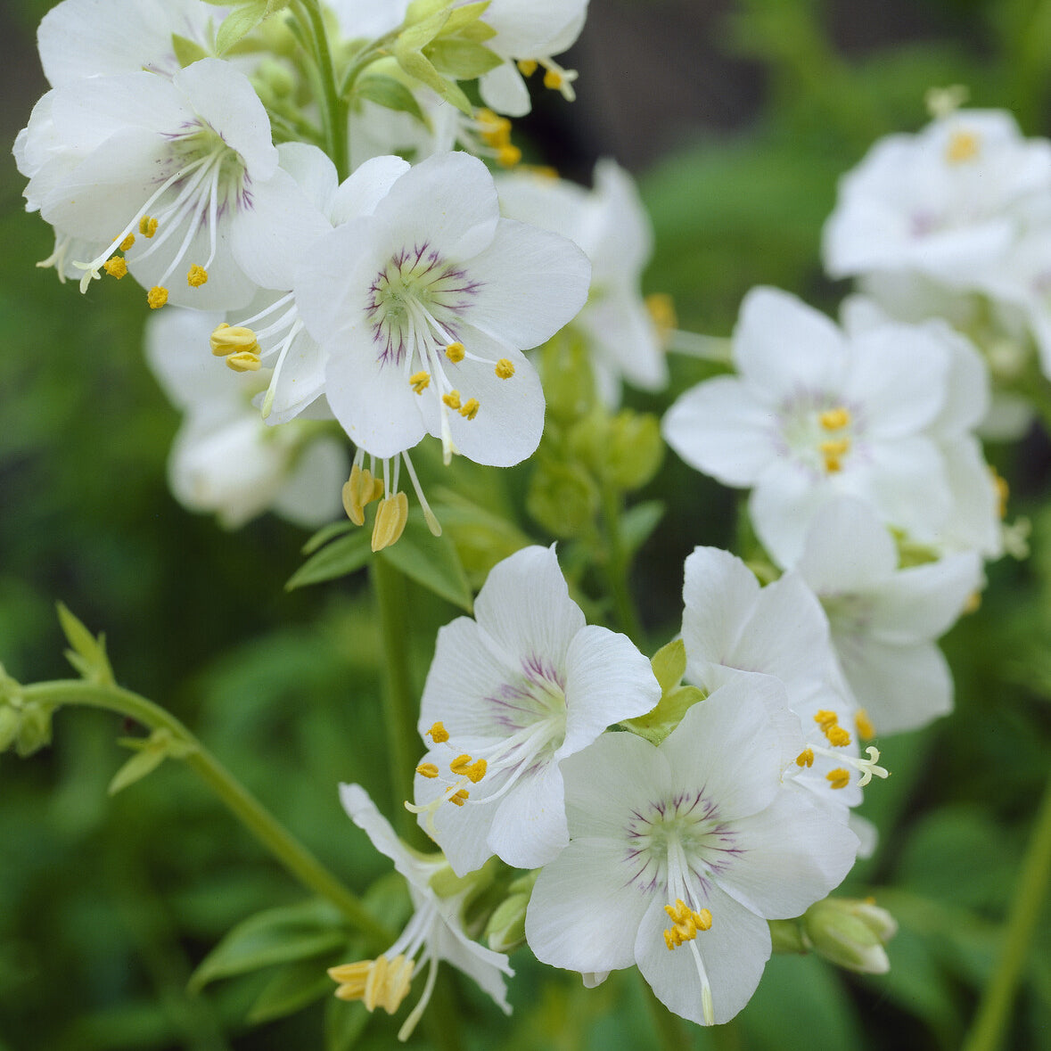 Polemonium caeruleum Album - Jacobsladder - Vaste planten