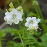 Jacobsladder - Polemonium caeruleum Album - Willemse