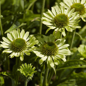 Zonnehoed Little Goldstar - Rudbeckia fulgida Little Goldstar - Willemse