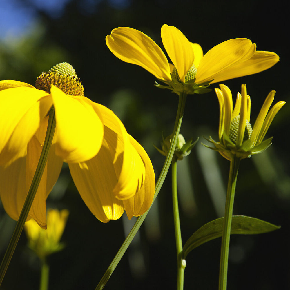 Zonnehoed Herbstsonne Zonnehoed Autumn Sun - Rudbeckia nitida Herbstsonne - Willemse