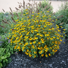 Zonnehoed tribola - Rudbeckia  triloba - Willemse
