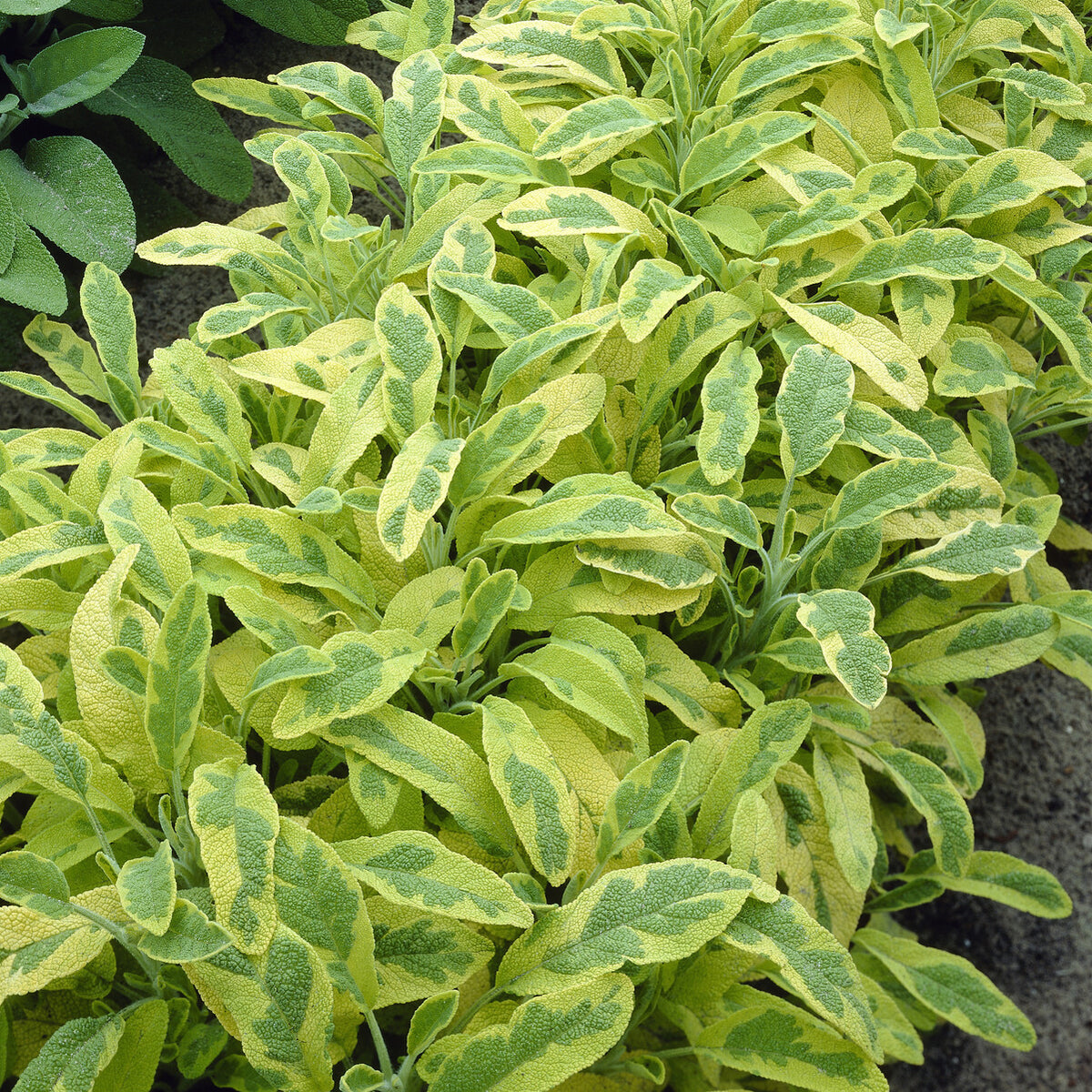 Siersalie officinale Aurea Siersalie - Willemse