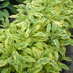 Siersalie officinale Aurea Siersalie - Willemse