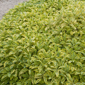 Siersalie officinale Aurea Siersalie - Salvia officinalis Aurea - Willemse