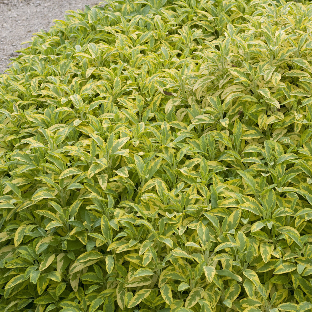Siersalie officinale Aurea Siersalie - Salvia officinalis Aurea - Willemse