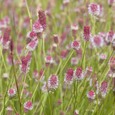 Grote pimpernel Pink Tanna - Sanguisorba officinalis Pink Tanna - Willemse