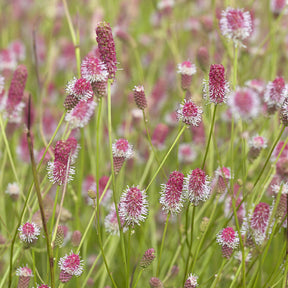 Grote pimpernel Pink Tanna - Sanguisorba officinalis Pink Tanna - Willemse