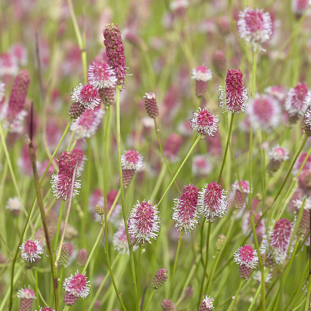 Grote pimpernel Pink Tanna - Sanguisorba officinalis Pink Tanna - Willemse