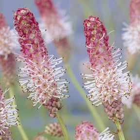 Sanguisorba officinalis Pink Tanna - Grote pimpernel Pink Tanna - Bloeiende vaste planten