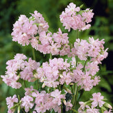 Vaste planten - Zeepkruid Rosea Plena - Saponaria officinalis Rosea Plena