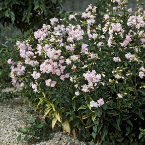 Zeepkruid Rosea Plena - Saponaria officinalis Rosea Plena - Willemse