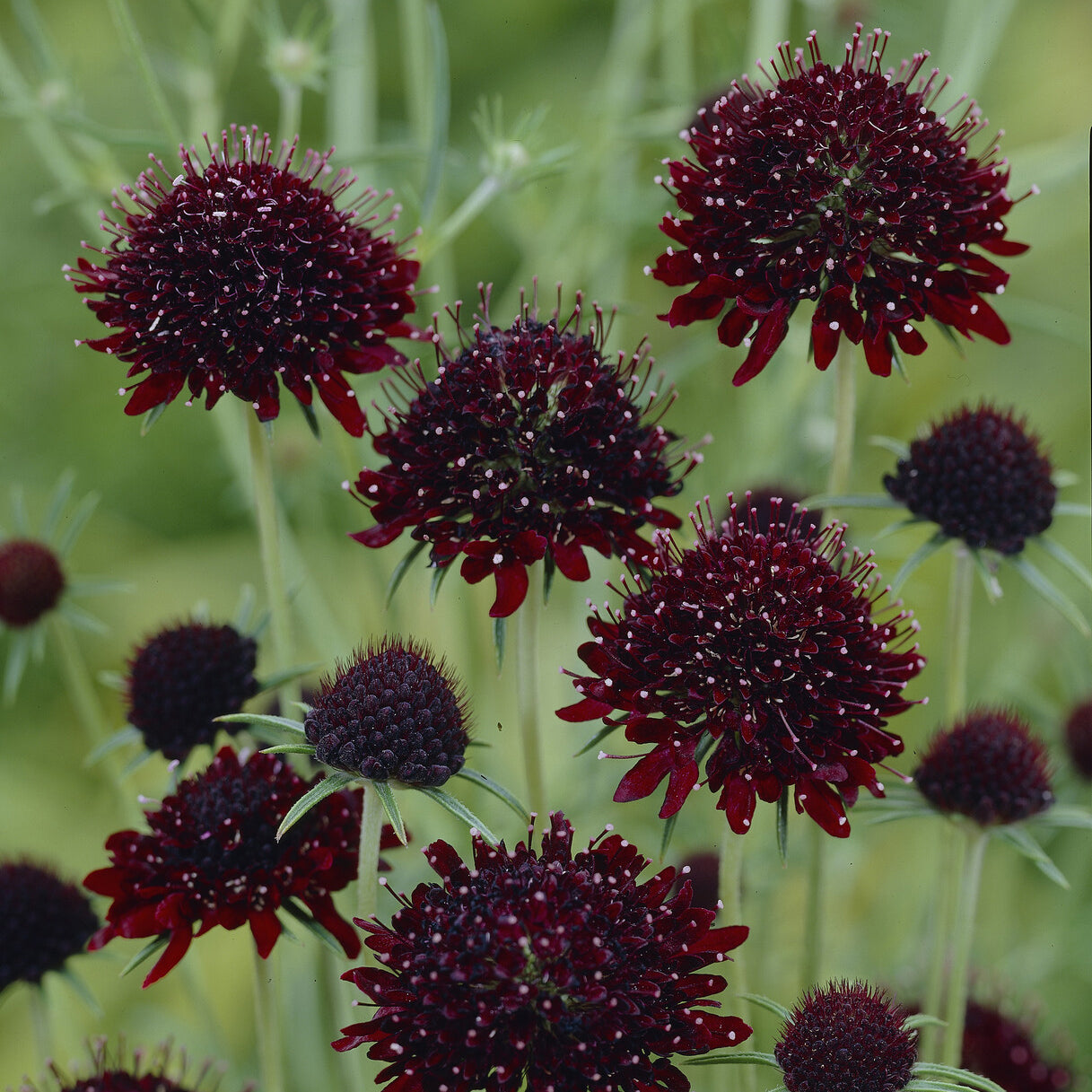 Duifkruid Chile Black - Scabiosa atropurpurea Chile Black - Willemse
