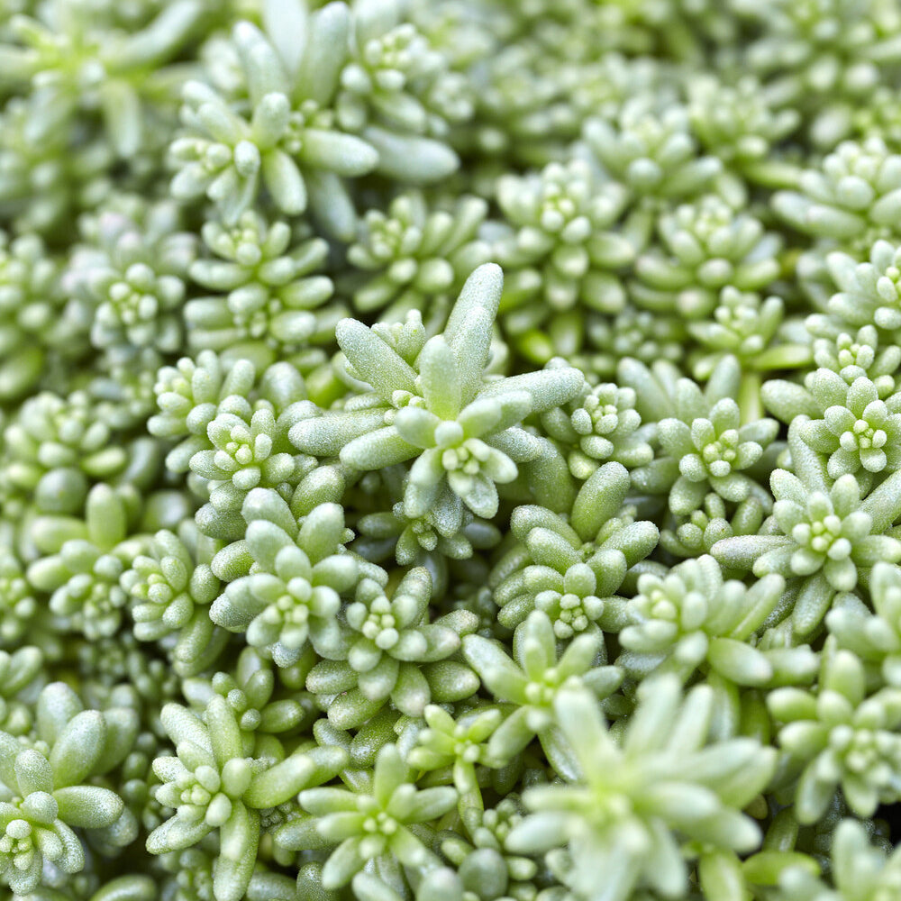 Vetkruid Coral Carpet - Sedum album Coral Carpet - Willemse