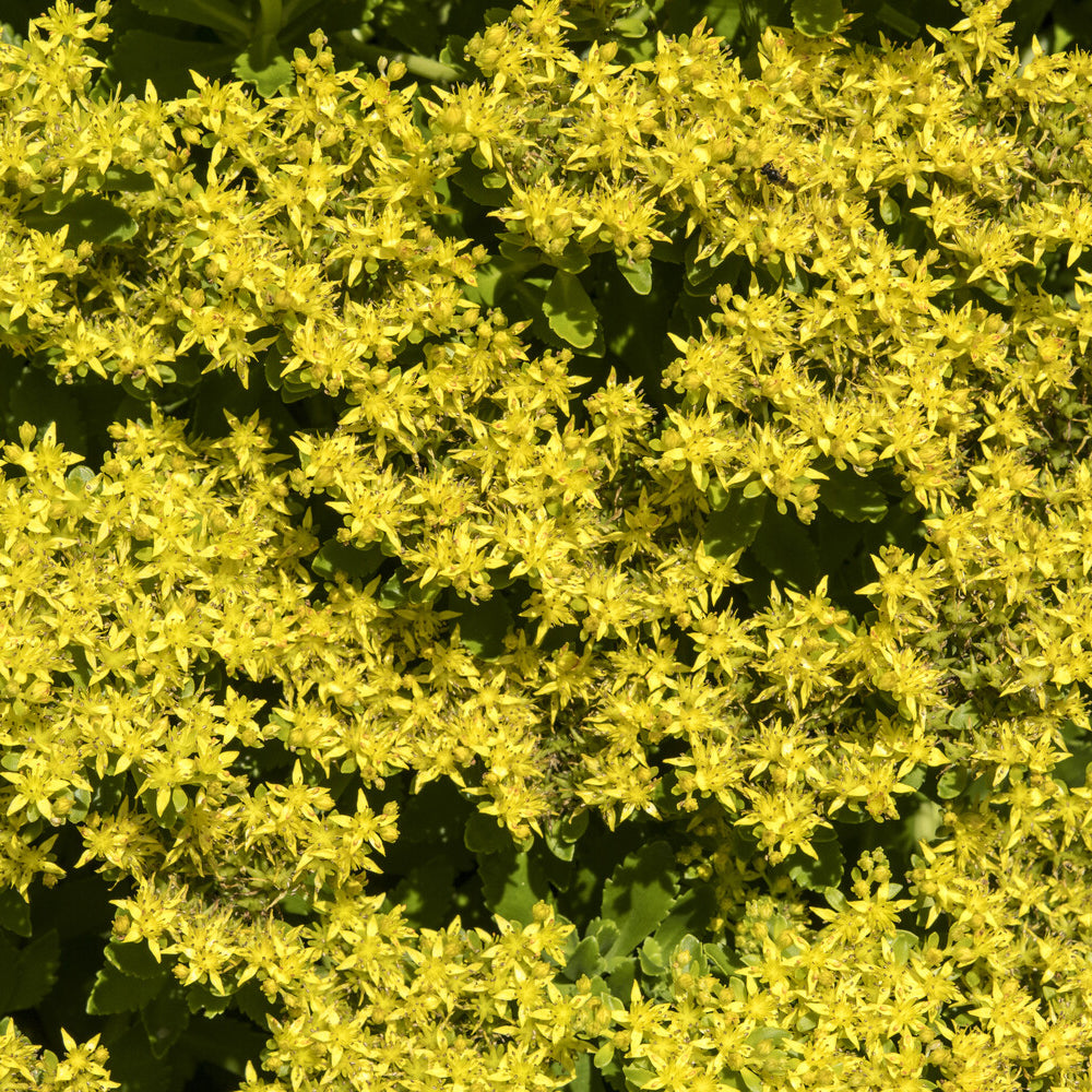 Vaste planten - Vetkruid Kamtschaka - Sedum kamtschaticum