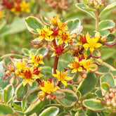 Vetkruid Kamtschaka Variegatum - Sedum kamtschaticum Variegatum - Willemse