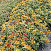 Vetkruid Kamtschaka Variegatum - Willemse