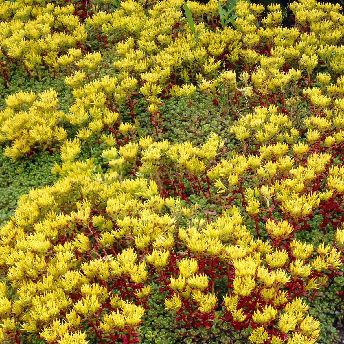Vetkruid Oregon - Sedum oreganum - Willemse