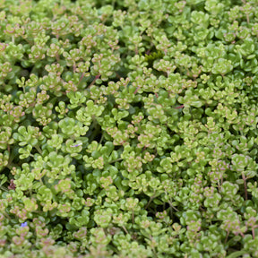Sedum oreganum - Vetkruid Oregon - Sedum - Vetkruid