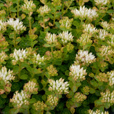 Vetkruid spurium Album Superbum - Sedum spurium album superbum - Willemse