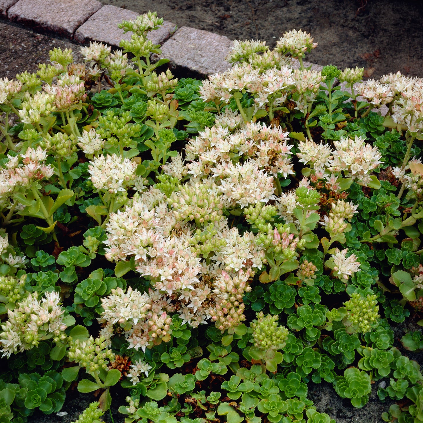 Vetkruid spurium Album Superbum - Willemse