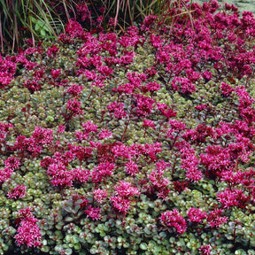 Verkoop 3 bodembedekkende vaste planten - Thymus serphyllum, Sedum acre , Sedum spurium