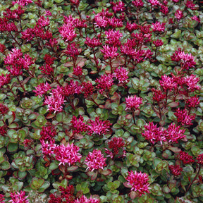 Verkoop Roze vetkruid 'Fuldaglut' - Sedum spurium Fuldaglut